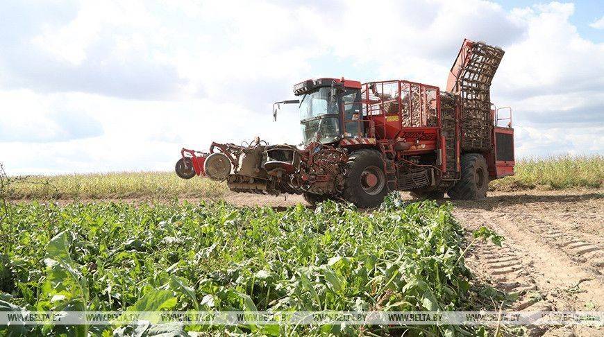 Более 900 тыс. тонн сахарной свеклы накопано в Беларуси