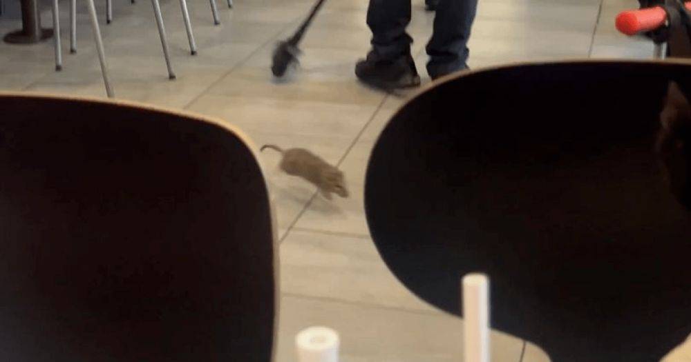 Ужас в McDonald's: гигантская крыса "набросилась" на трехлетнюю девочку (фото)