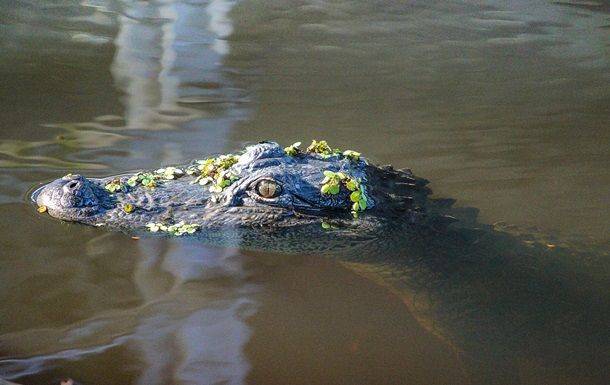 Во Флориде поймали аллигатора с человеческими останками в пасти