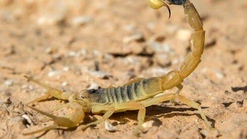 В третий раз за неделю: скорпион ужалил ребенка на юге Израиля