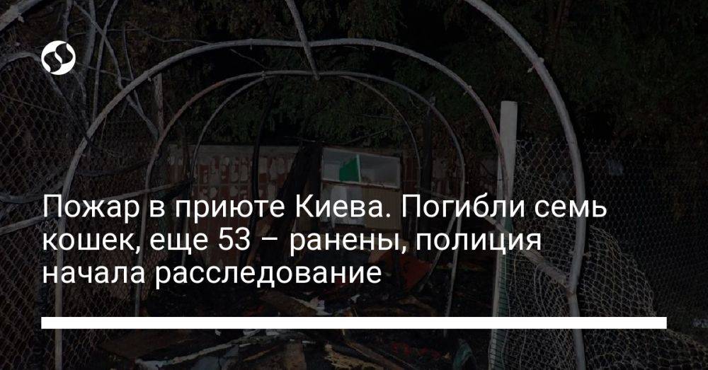 Пожар в приюте Киева. Погибли семь кошек, еще 53 – ранены, полиция начала расследование