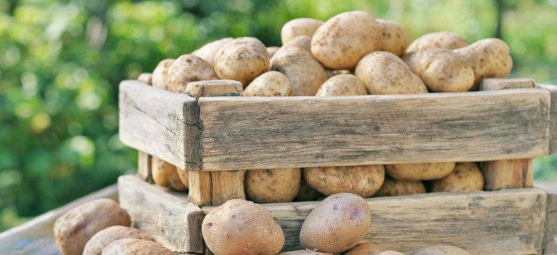 Так делали наши дедушки: вот как нужно делать, чтобы картошка не гнила в погребе