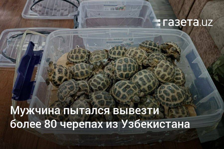 Мужчина пытался вывезти более 80 черепах из Узбекистана