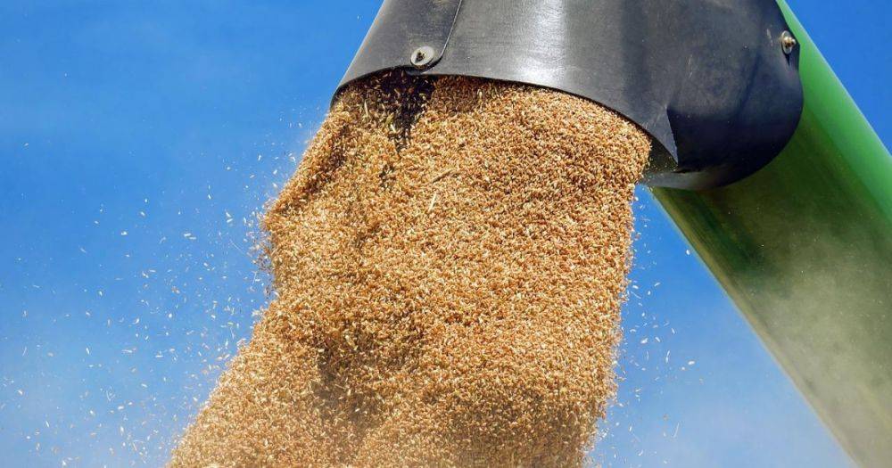 Экспорт зерна в соседние страны: Украина вводит новый механизм