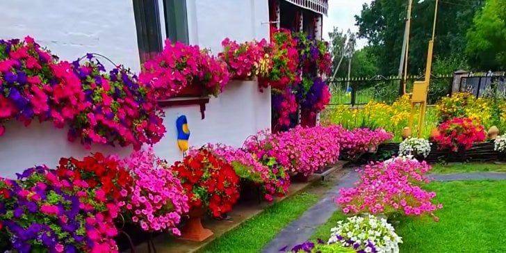 «Каждый день экскурсии». Пенсионерка украсила собственный двор яркими цветами — люди приезжают из окрестностей, чтобы увидеть территорию