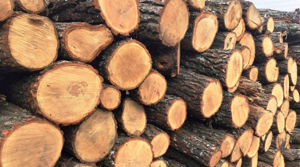 Верещук рассказала, жители каких областей могут бесплатно получить дрова на зиму