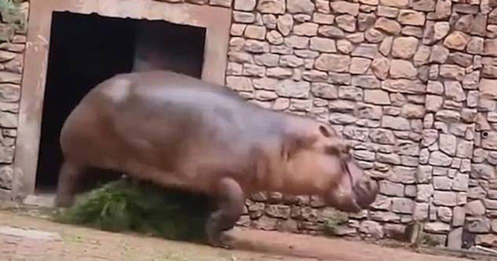 Жуткое зрелище: бегемот напал на смотрителя зоопарка, пытавшегося разнять дерущихся животных (видео)