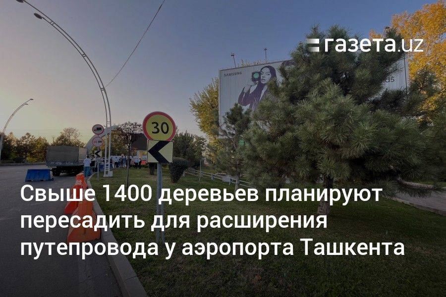 Свыше 1400 деревьев планируют пересадить для расширения путепровода у аэропорта Ташкента
