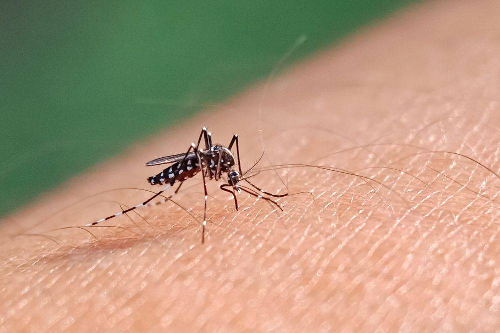 В Кохав-Яир день будет посвящен уничтожению комаров