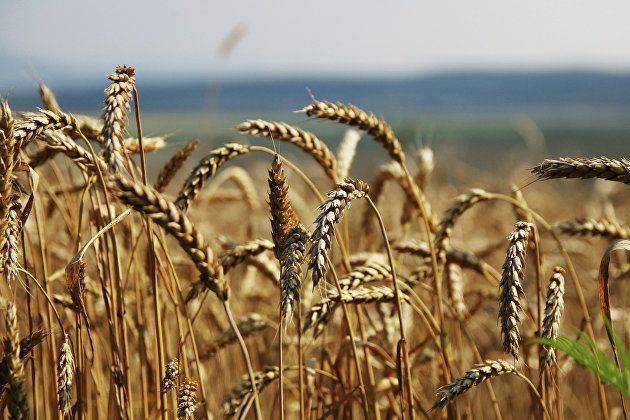 Пошлина на экспорт пшеницы с 4 октября вырастет до 4564,6 рубля за тонну