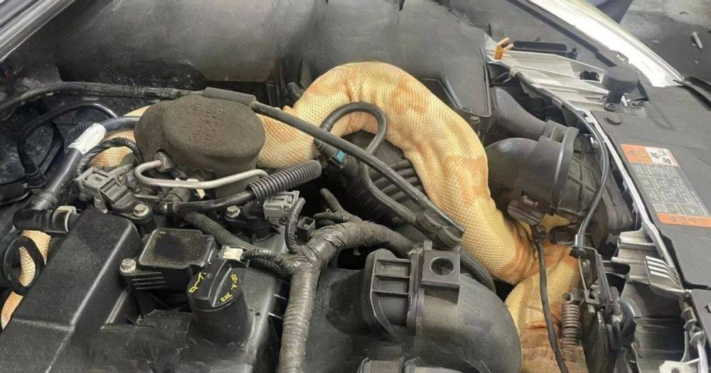 Жуткая находка: на СТО под капотом Ford обнаружили редкую змею (видео)
