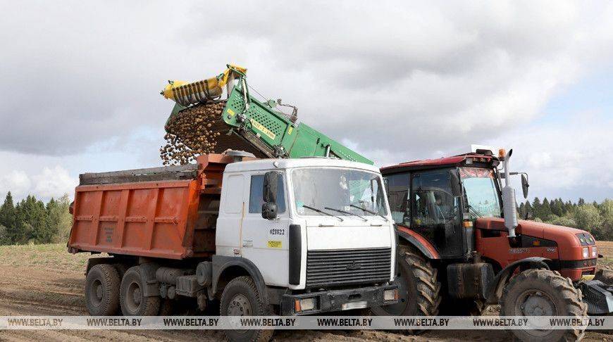 В Беларуси накопано более 43,5 тыс. тонн картофеля