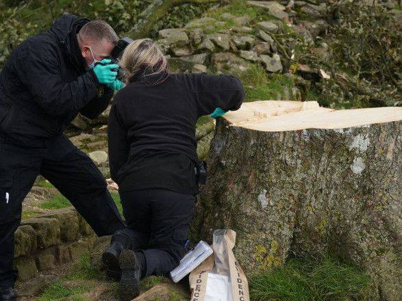 В Англии задержали двух человек, которые срубили известное дерево