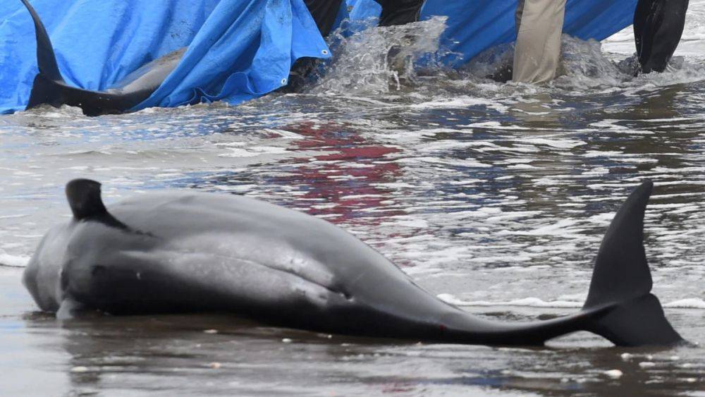 На фоне жары и засухи в бразильском озере погибли более сотни дельфинов