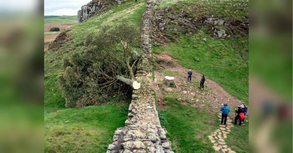 Акт вандализма: в Британии спилили знаменитое дерево Робин Гуда