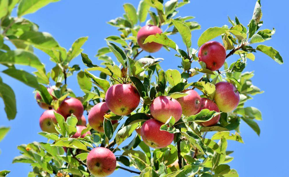 Что следует сделать с яблонями осенью – лайфхак по уходу