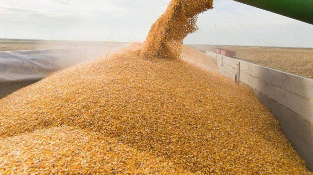 Большинство стран Европы выступили против продления эмбарго на импорт зерна из Украины – Politico