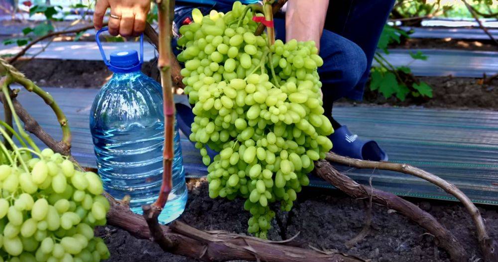 Хватит и на компот, и на домашнее вино: делаем самодельное удобрение для винограда, от которого урожая станет вдвое больше