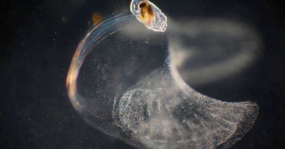 Биологическое чудо. Крошечное морское существо строит "дворцы соплей", чтобы добыть еду (видео)
