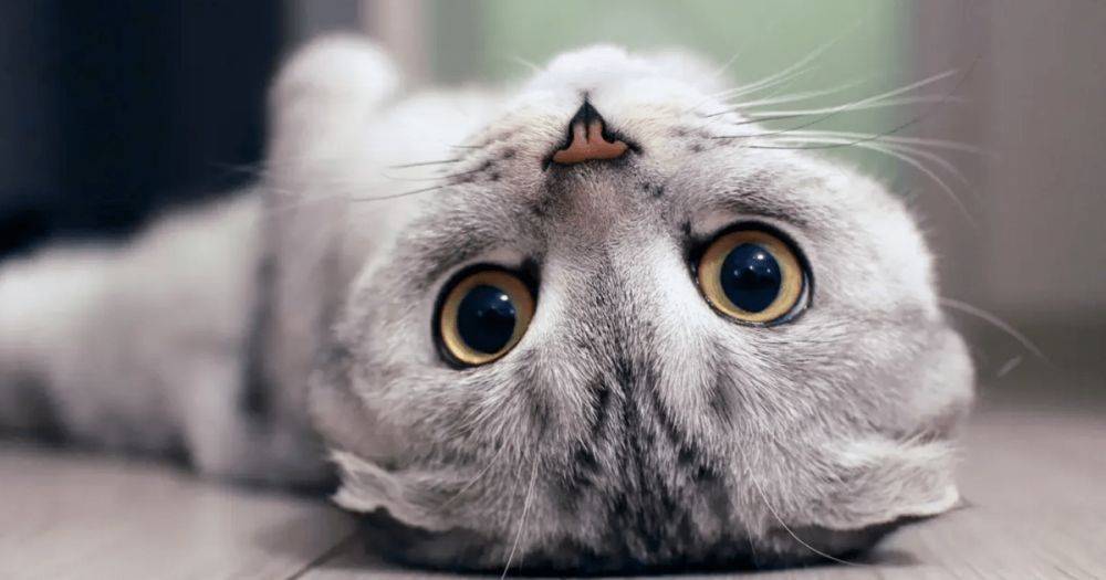 Почему кошка отводит взгляд и не смотрит вам в глаза: язык тела животных