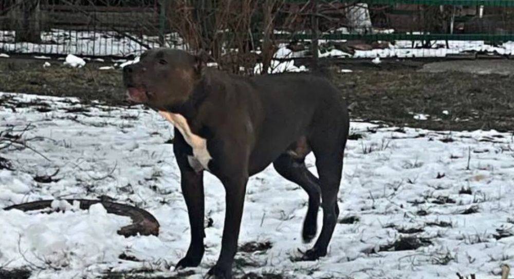 Выгуливали без намордника и без поводка: под Киевом бойцовская собака покусала детей