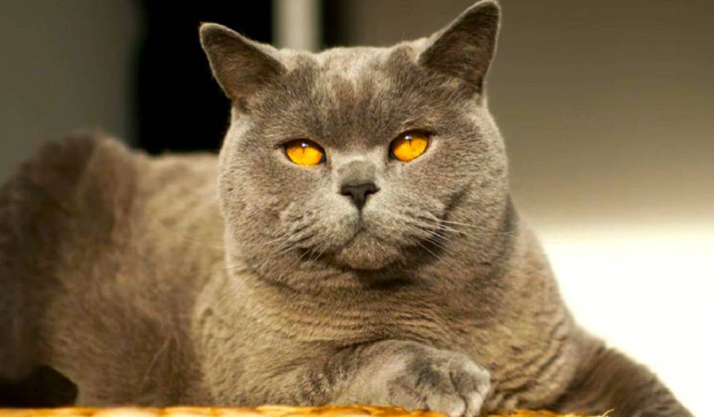 Феликс Мурчицес, или "мягкая удача": какие породы кошек притягивают удачу и богатство для владельца