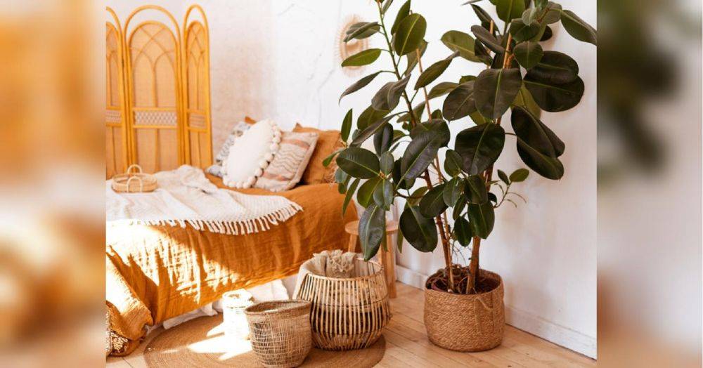 Бесценные помощники: три комнатных растения, которые защитят ваш дом от пыли и канцерогенов