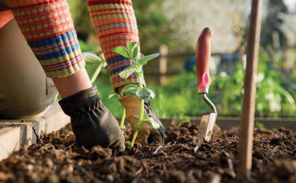 Чем подкормить рассаду - советы опытных огородников