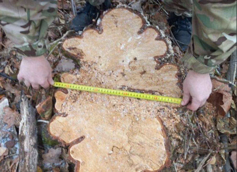 Госэкоинспекция зафиксировала незаконную порубку сотен деревьев: оштрафовали виновных на миллионы гривен