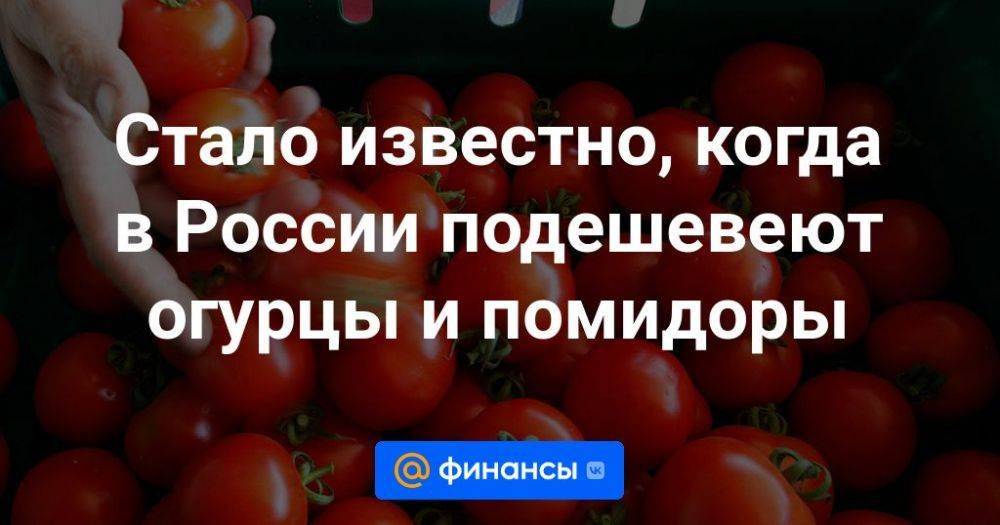 Стало известно, когда в России подешевеют огурцы и помидоры