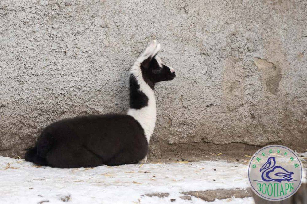 В Одесском зоопарке родился детеныш ламы | Новости Одессы