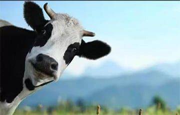 История с «ничейным» стадом коров, о котором рассказали в TikTok, получила неожиданное продолжение