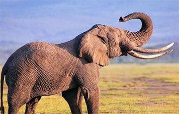 Около 160 слонов погибли в Зимбабве