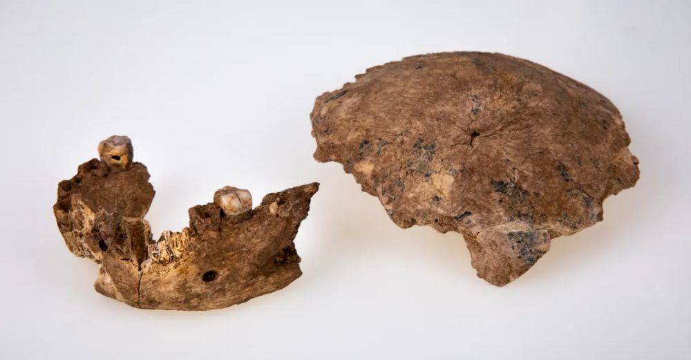 Ученые нашли череп неизвестного вида человека, жившего 140 тыс. лет назад.