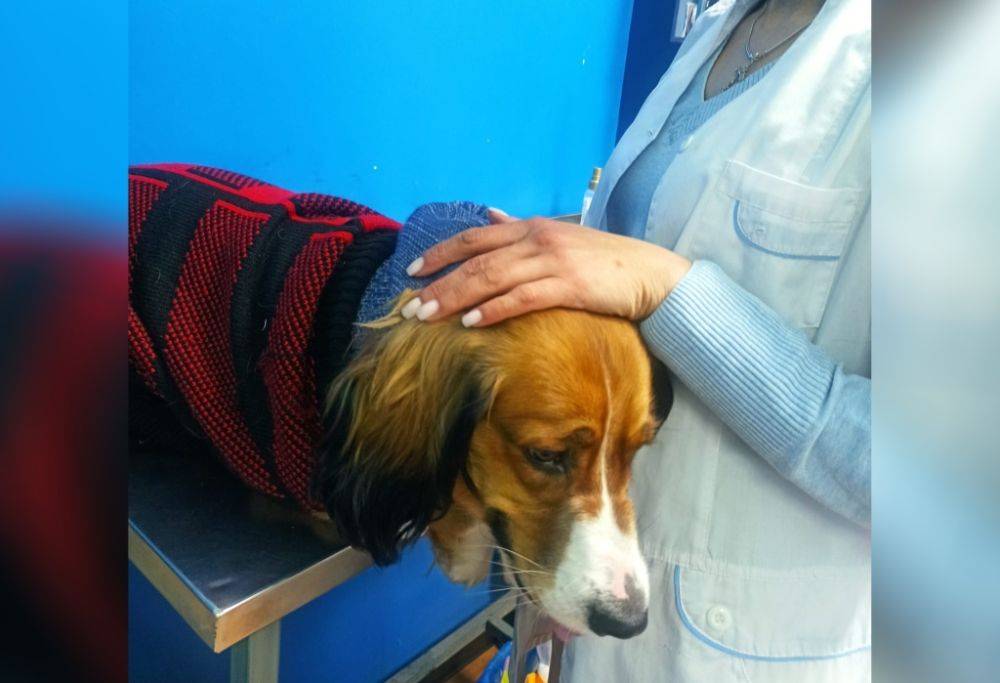 Собаке, хозяину которой мужчина сломал позвоночник, диагностировали механический гепатоз. Необходима операция