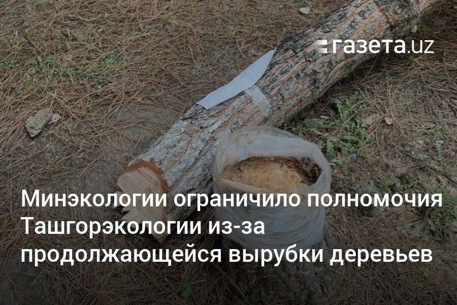 Минэкологии Узбекистана ограничило полномочия Ташгорэкологии из-за продолжающейся вырубки деревьев