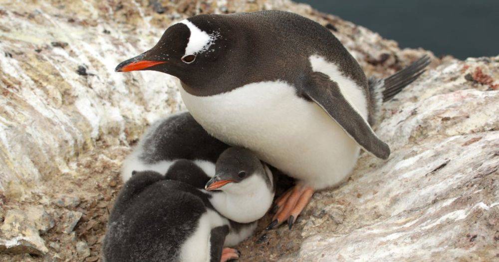 Украинские полярники показали маленьких и милых пингвинят (фото)