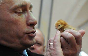 «Путин, где курица?»
