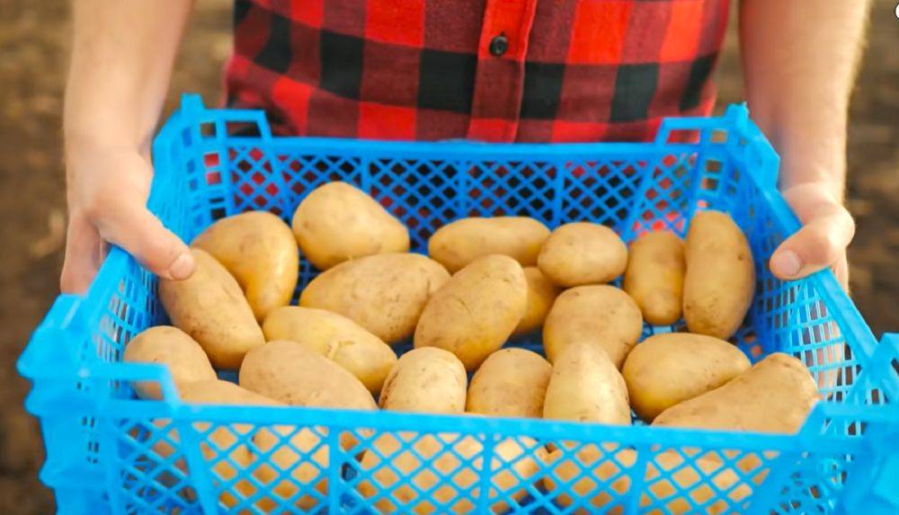 Эти отростки потреблять опасно: как правильно хранить картошку, чтобы она не прорастала