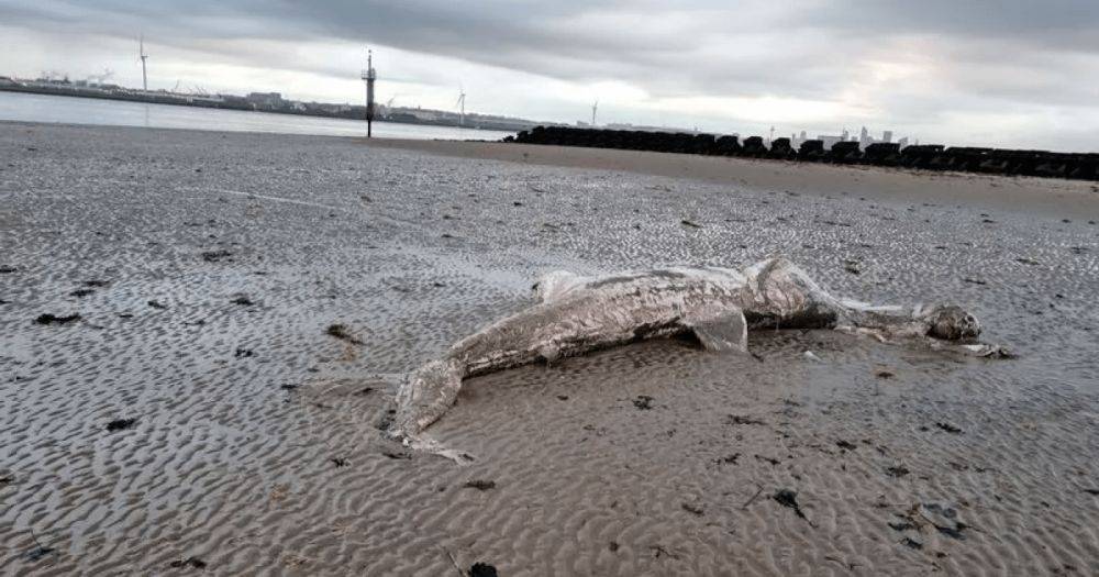 Рыба весом до шести тонн: на пляже в Великобритании нашли останки гигантской акулы (фото)