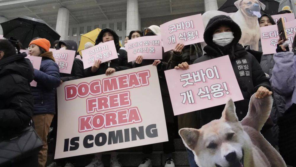 Южная Корея: собак запретят забивать на мясо