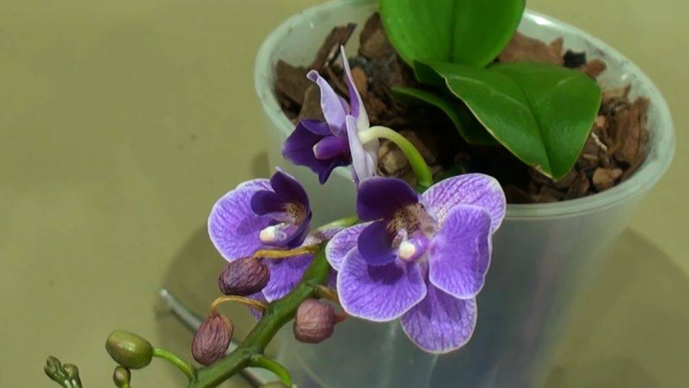 Как понять, что орхидею пора пересаживать: важные советы, благодаря которым она будет лучше цвести