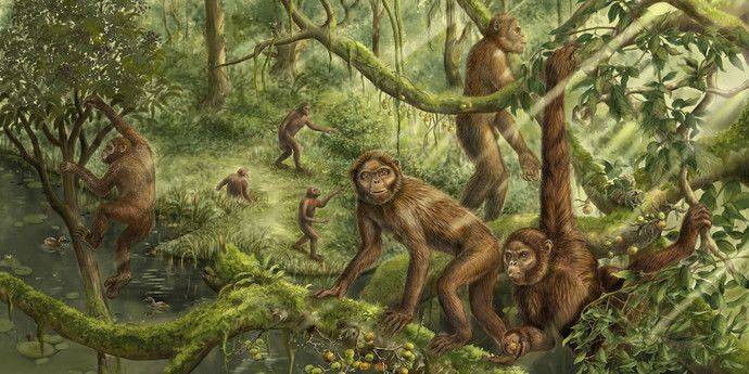 Окаменелость возрастом в шесть миллионов лет раскрыла, как человек стал прямоходящим