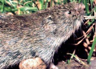 Зоологи обнаружили баварскую полевку, мышь считалась вымершей 60 лет
