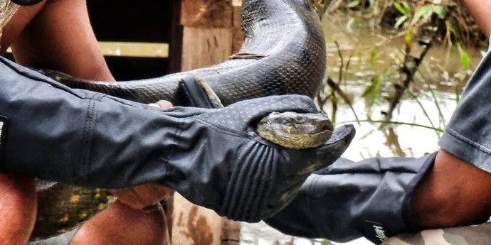 Голливудская звезда помогла открыть вид гигантских анаконд в Амазонке