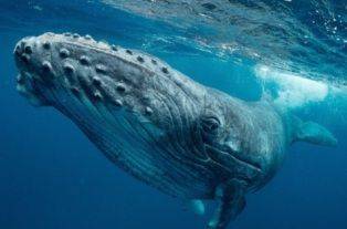 Необычное пение китов исследовано учеными
