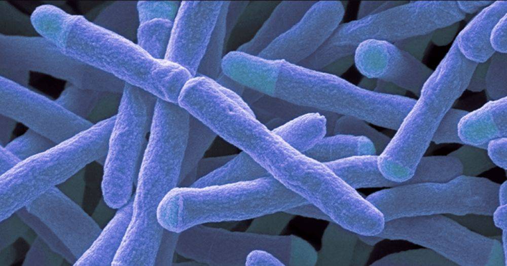 Больной кишечник преждевременно старит нас: его микробиом связали с биологическим возрастом