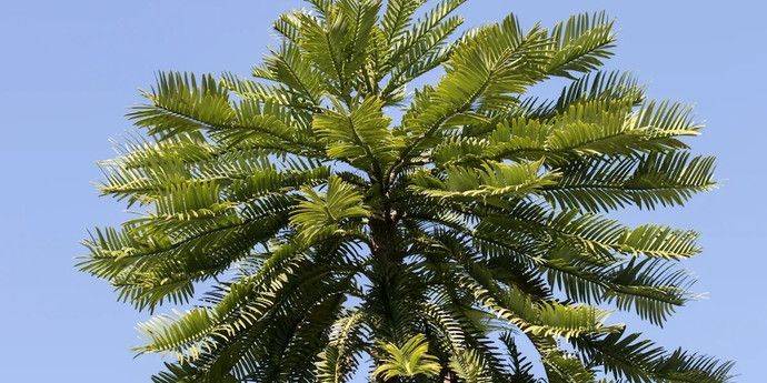 «Застывшее во времени» на 66 миллионов лет дерево высадят в секретных локациях