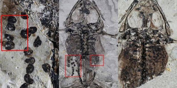 Древнейшие окаменелости лягушки раскрыли ее безвременную кончину