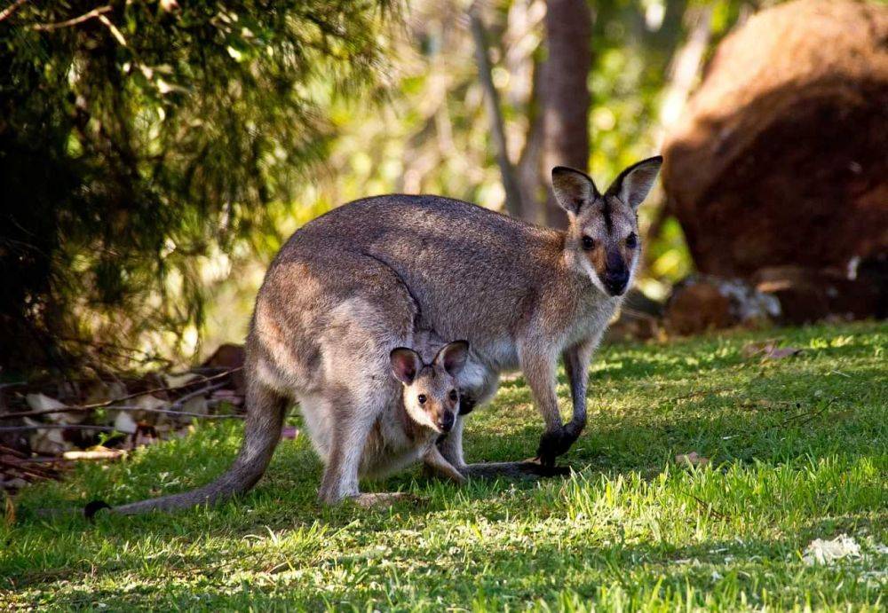В Австралии десятки кенгуру вторглись в гольф-клуб, устроив хаос – видео